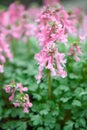 Spring fumewort Corydalis solida Beth Evans, with pink flowers